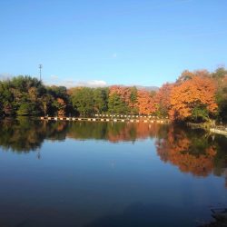 大安トラウトレイク釣果